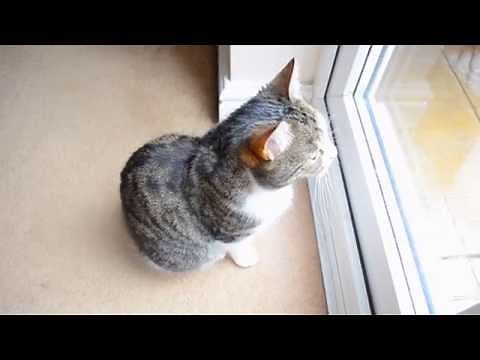 Cute Cat Chattering Teeth At Birds | Butternut