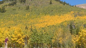 Peak fall color has arrived in Colorado