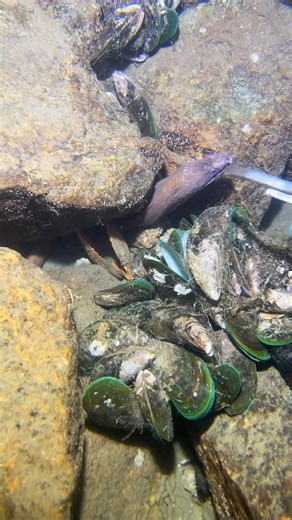 Hey there little shrimp #fishing #deepsea #nemo #eels #diving #crab #lobster | Catch the Sea