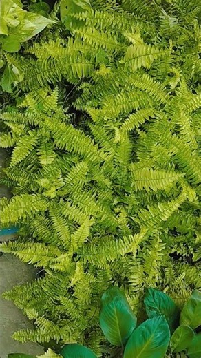 varieties of golden fern 🪴🪴