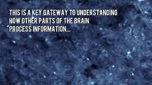 See how the Allen Brain Observatory moves us closer to decoding how visual information is processed in the brain. #AllenImpact | Allen Institute