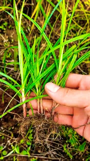 Don't Throw Away This Grass! ll TOT FACTS