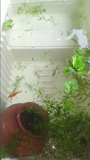 Fridge Box Guppy Fish Tank Setup – Low Budget DIY Aquarium