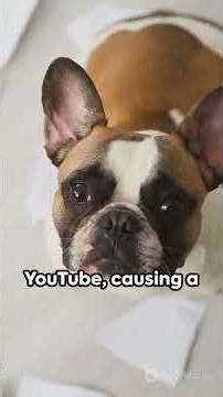 Puppy Pranks: The Remote Control Saga #dogrelaxtvmusic #dogrelaxationmusic #separationanxiety #puppy