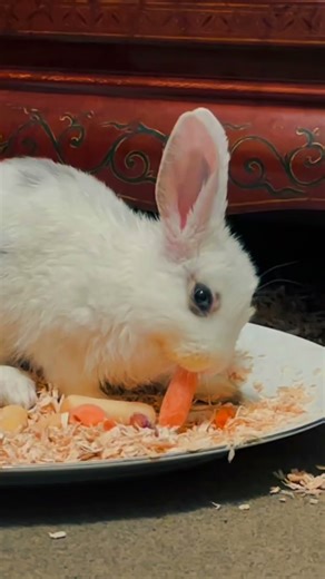 When Casper was just a baby bunny