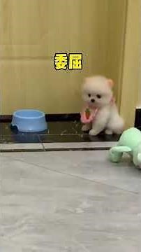 Teacup Dog Breeds / Teacup Puppies 🐕 #Shorts #Cute #Puppy