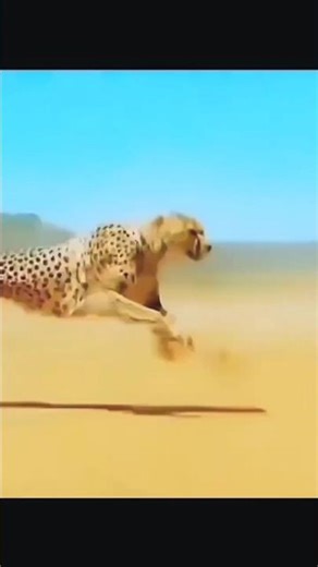 0 to 100 in Seconds! Cheetah Chase Explained 🐆⚡#cheetah #speed #fastestanimal