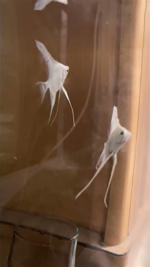 Platinum Angel Breeding Pair | Angel Fish Breeding | Eddy’s Cichlids