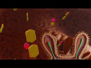 How the body absorbs sugar | 3D-ANIMATION