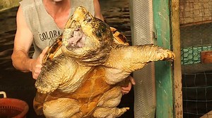 18M views · 64K reactions | Things are about to get Snappy! At Colorado Gator Farm New Videos each Week | Wild Charles | Facebook