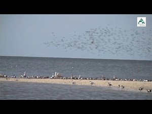 Red Knot survival rate study