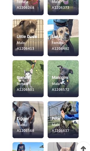 9.2K views · 116 reactions | We have 400+ dogs to choose from, please...