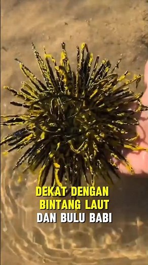 thought it was a sea plant, but it turns out it's in the same family as starfish and sea urchins❗...