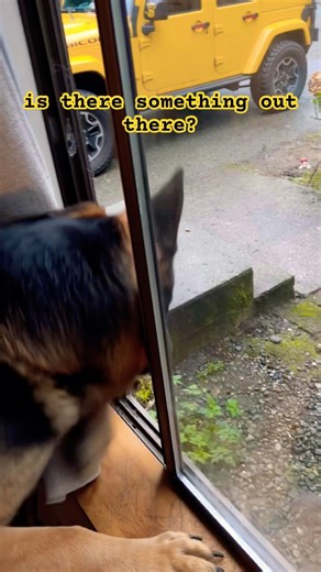 What’s going on, is there something out there? 🐺😱🐺