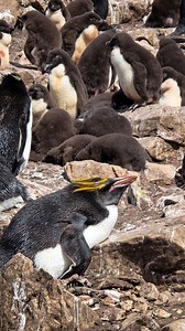 Viaje a las Islas Malvinas - episodio 6 - Recorriendo los paisajes y naturaleza increíble de la Isla Borbón. Este lugar es una de los atractivos turísticos más importantes de las Malvinas. Viene gente de todo el mundo, a ver lo que sucede acá. . “Isla Borbon es uno de esos lugares donde la naturaleza parece intacta. Viento infinito, lluvia intermitente, playas salvajes, aves por miles, pingüinos, ballenas y delfines… y una sensación de estar en el fin del mundo, lejos muy lejos de todo. . Está i