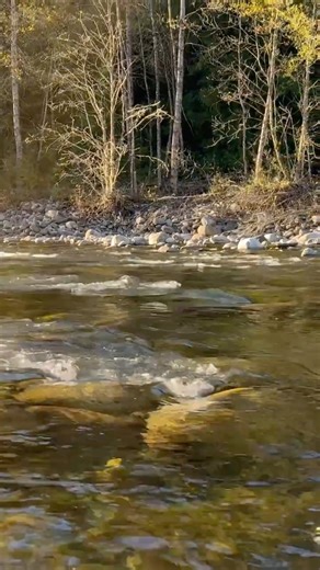 ASMR Outdoor Cooking by the River (Relaxing Day Trip with Nature Sounds)