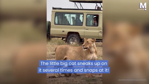 Playful lion cub gets on mother's nerves using her tail as toy