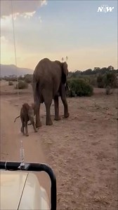 18K views · 3.2K reactions | Dancing baby elephant #elephant #babyelephant | I Love Elephants | Facebook