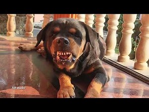 Dog Growling Sounds Effect ! Angry Rottweiler growling ! shows for dogs on youtube