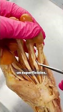 Flexor Digitorum Superficial y PROFUNDO