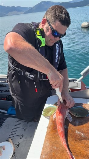 Dan Govier on Instagram: "A lot of people don’t know how to dispatch a gurnard. Unlike snapper, gurnard are hard to iki because of their tough skull cap and small brain cavity. The most effective method is to sever the nerve cord. Simply insert a sharp, narrow knife straight down vertically just behind the back of the skull. This stops the fish instantly — and the only movement you may see is a fin flare or tail movement. From there, I bleed, gut, and place the gurnard straight into an ice slurr
