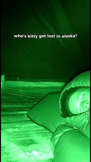 Discover Alaska's Magical Wildlife Moments