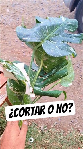 Is It Good or Bad to Trim Your Plant Leaves?