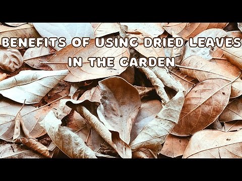 Using dried leaves in the garden | Benefits of mulching with dried leaves