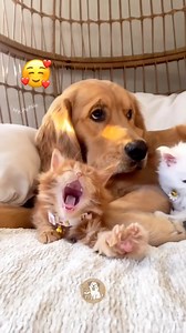 Unlikely Besties: Cat & Dog Love in Full Display 🐾❤️ #MyPetsie __________________________________________ Find the best pet supplies and toys - Explore the link in our bio! 🛒🛍️__________________________________________ Follow @my.petsie For More Daily Videos 🔥❤️__________________________________________ ❤️ Double Tap If You Like This 🔔TurnOn Post Notifications 🏷️ Tag Your Friends __________________________________________ Plz Dm for credit & removal 💬______________________________________