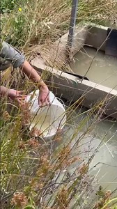 Is this Victoria’s most spectacular native fish?