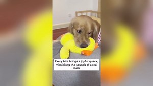 Duck Dog Toy, 2024 New Calming Duck Dog Toy, Dog Toys for Aggressive Chewing Person, Vocalizing Duck Dogs Toy, Indestructible Dog Toys, Cute Plush Stuffed Duck for Indoor Dogs (Yellow+Green)