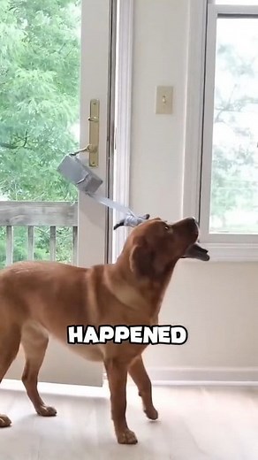 86K views · 1.3K reactions | Intelligent animals | Animal Trends | Facebook