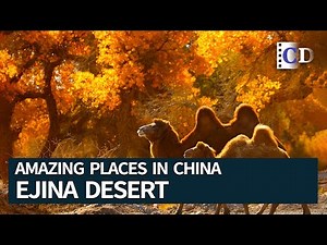 Populus Euphratica Forest in the Desert | Amazing Places in China
