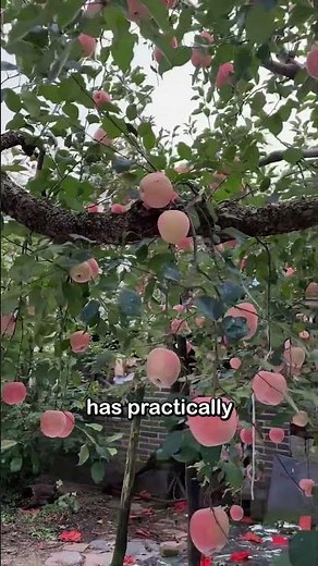 This is hands down the most fruit-laden apple tree I have ever laid eyes on #shorts