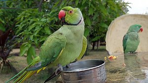 Cute Indian Ringneck Parrot Bath Time | Parrot Paradise