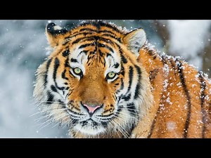 Siberian tiger - The Year of the Tiger