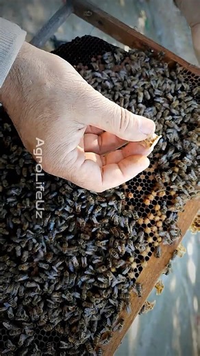 How to correctly add brood to a bee hive ? #bee #beekeeper #пчеловодство #rek