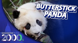 When a Baby Panda at the National Zoo Captured DC Hearts