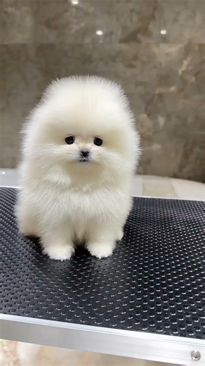 This Puppy Looks Like aTiny Cloud! ☁️🐶❤️|Cutest White Pomeranian Ever!#fluffydog#cutepets#viralshort
