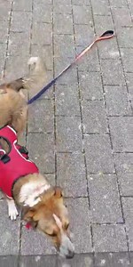 67K views · 1.2K reactions | "Thought I'd see how my dog reacted to dropping the lead." https://reddit.app.link/4Msr56IPOpb via r/aww | Reddit | Facebook