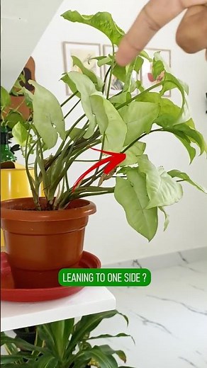 Leggy Plant ? Here's the Fix ! 🌱✂️