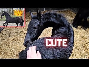 Cute filly! | Frisky Queen👑Uniek | Riding lessons with Reintje & Gea | Friesian Horses