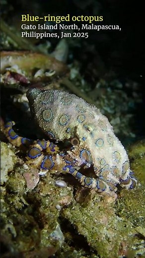 Blue ringed octopus #malapascua #scubadiving