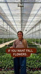 9.8K views · 63 reactions | If you want fall flowers, then plant this...