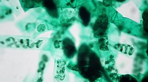 Spirogyra Whole Mount Conjugation Under Microscope Stock Footage Video (100% Royalty-free) 1094640055 | Shutterstock