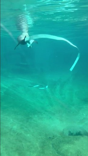 Pepper the sea lion pup spins underwater with ribbon at Point Defiance Zoo & Aquarium in Tacoma, WA