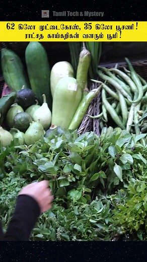 71K views · 2.2K reactions | Giant Vegetables in Alaska! 60 Kgs Cabage, 20 Kgs Pumpkin! #reels #fbreels #giantvegetables #giant #giantpumpkin #vegetables #farming #reelsfeed #viralreels #facts #trending #live #tech #farm | Tamil Tech & Mystery | Facebook