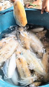 Pusit lumot | Capiz Mandaragat