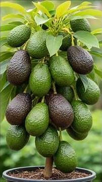 Easy trick to multiply avocado trees by cuttings!