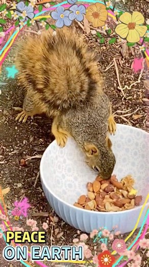 Feeding Park Squirrels: Bring a Bowl of Nuts, Squirrels will Show Up | #wildlife #squirrel #feed